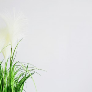 Onion Grass OG-YCC-053